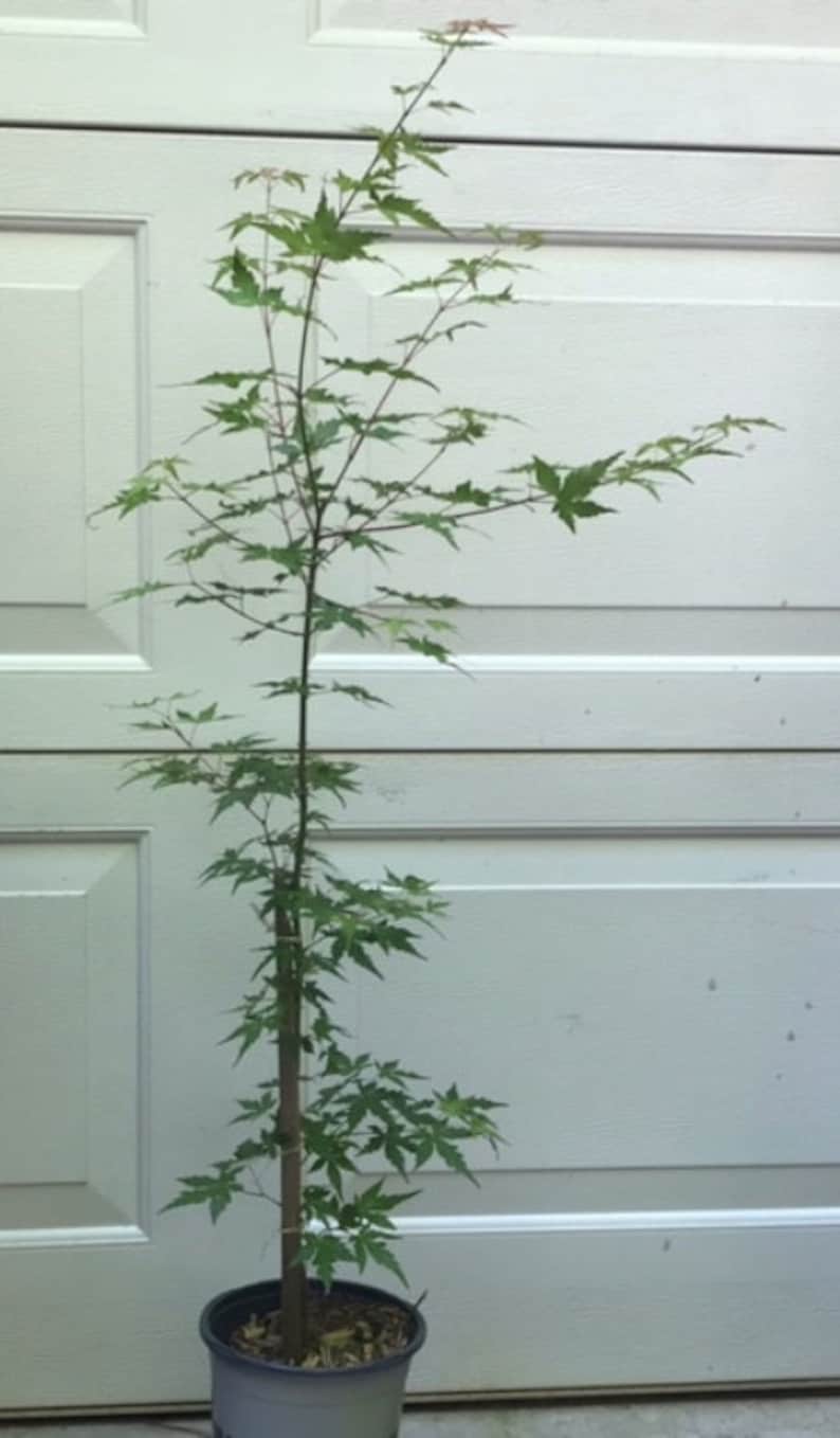 Prebonsai Japanese Maple 24inch Tall Transplant Starter Trees. 3 to 4 Yrs Old Now Shipping