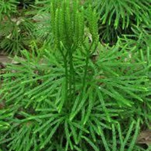 Running Cedar Club Moss  Lycopodium complanatum Evergreen  GroundCedar Ground cover vine 16ft starter  transplant BONUS Free Quartz Crystal