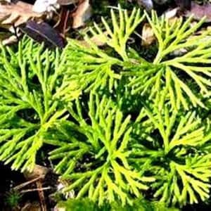 Evergreen  Ground  Cedar Ground cover vine 15ft long starter  transplant item # SS