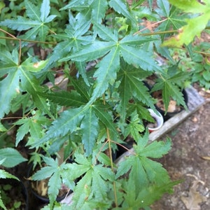 Landscape Plants Japanese maple  18&quot; to  34 inches  tall Qty-50  lot