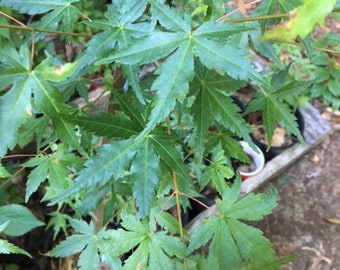 Pre-Bonsai Japanese Maple Starter Tree: Vivid Green, Fast Growing (36 inch)