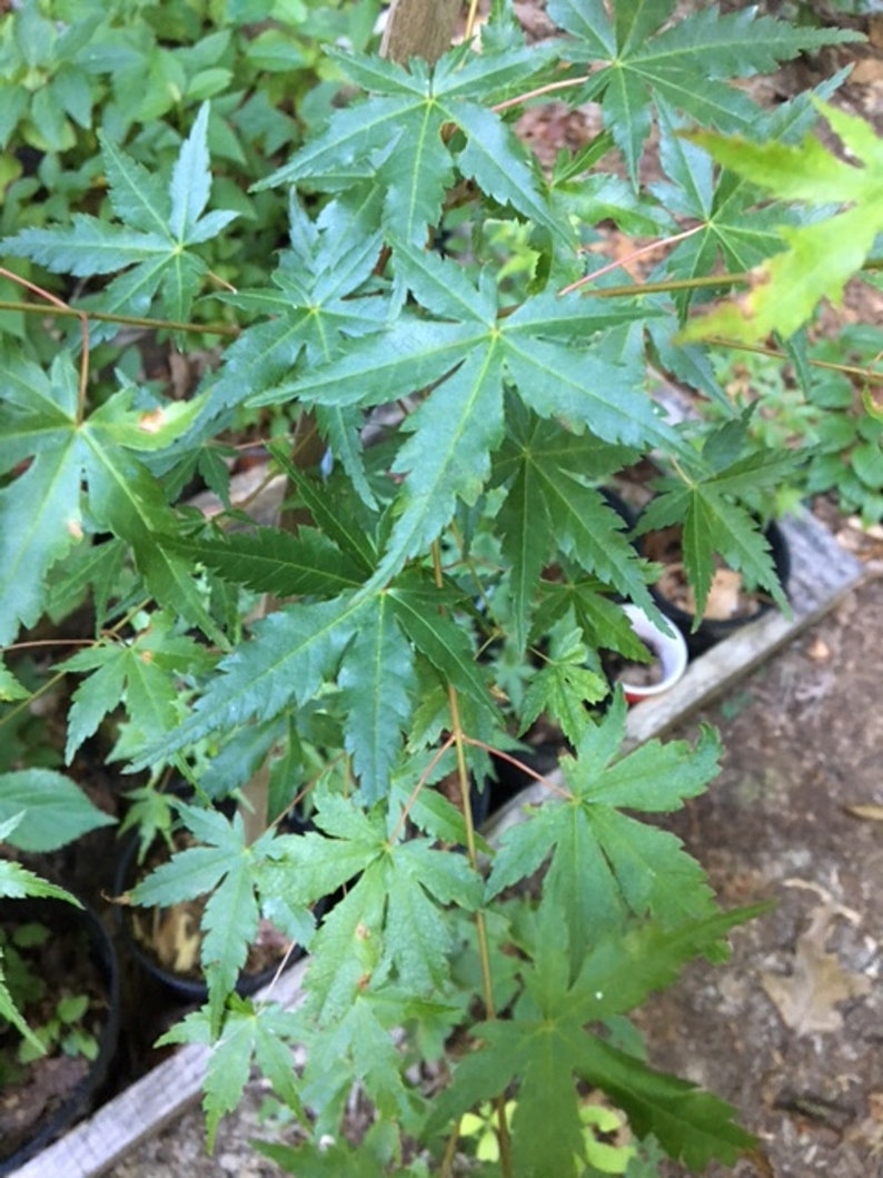 Prebonsai Japanese Maple 24inch Tall Transplant Starter Trees. 3 to 4 Yrs Old Now Shipping