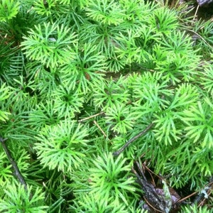 Stag&#39;s Horn&quot; Lycopodium complanatum Evergreen  Ground  Cedar Ground cover vine 30ft long starter  transplant Ref#SS