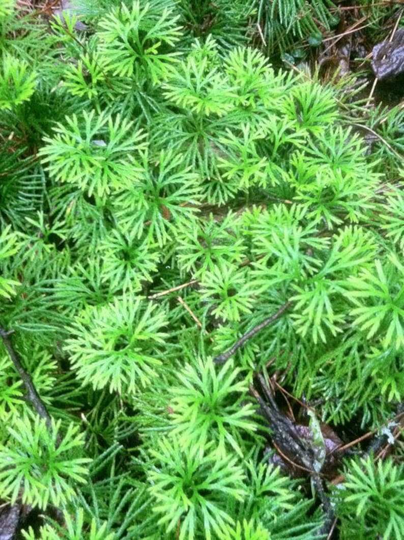 Running Cedar Club Moss Lycopodium Complanatum Evergreen Ground Cedar