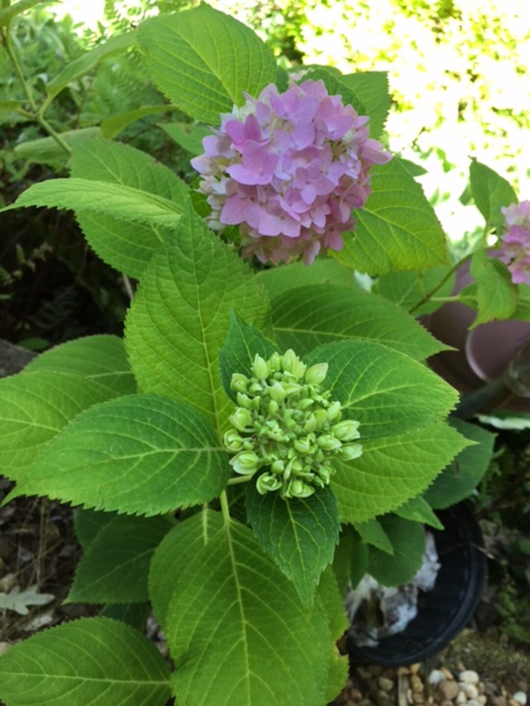 Image of Rooted brilliance hydrangea image 2