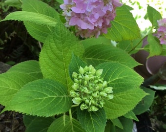 Flowering Bigleaf Hydrangea 12 to 15 inches tall Qty 1 Each 12.00