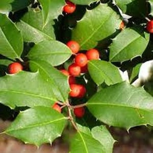 American Holly Qty-1000 un- rooted cuttings for propagation root stock 6-8 inches long