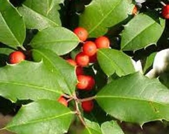 American Holly Qty-12 un- rooted cuttings for propagation root stock 6-8 inches long