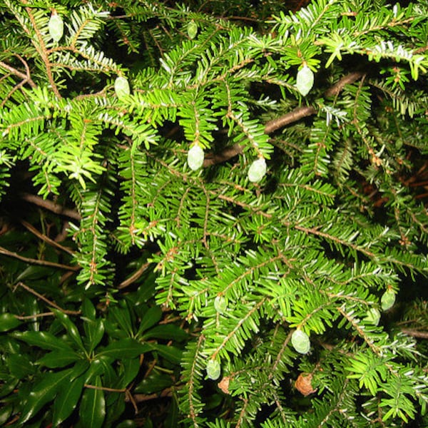 Eastern Hemlock Evergreen Qty-32  Unrooted cuttings  6 - 8 inches  long for  Propagation  Rooting tree seedlings