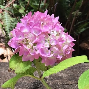 Flowering Big Leaf Hydrangea Qty-4  8inch -14inch tall rooted seedlings Shipped Box Priority Mail #SH