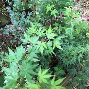 Red Emperor Japanese Maple  36 inch  tall Transplant Starter Trees. 3 to 4 Yrs old - Now Shipping Vivid and Fast Growing - Free Shipping