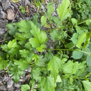 Peut inclure: Gros plan sur une plante verte &agrave; feuilles poussant dans un lit de gravier.