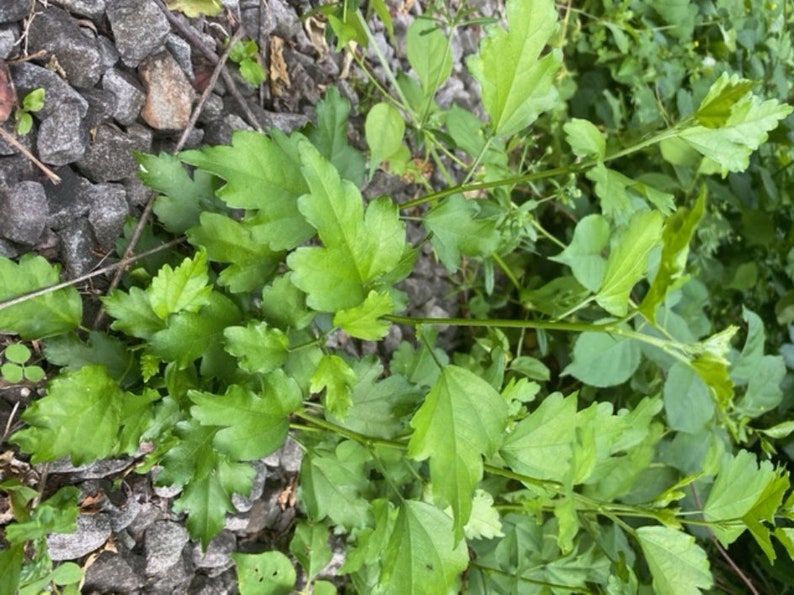 Peut inclure: Gros plan sur une plante verte &agrave; feuilles poussant dans un lit de gravier.