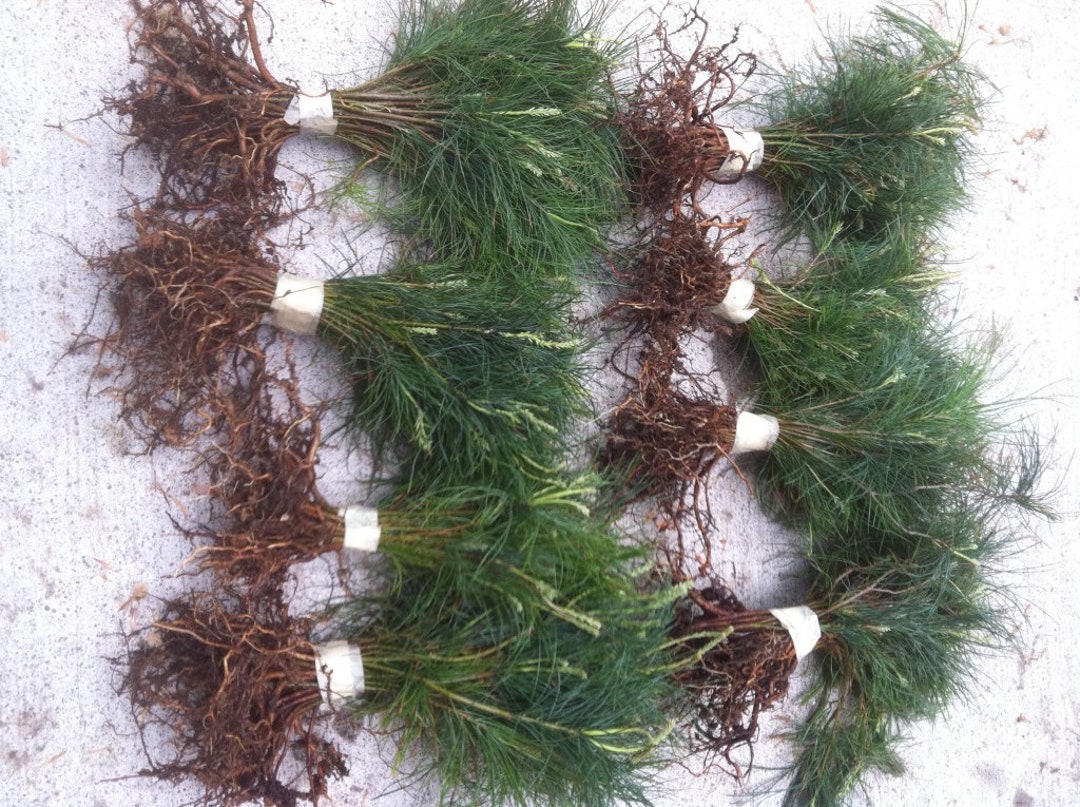 Christmas Tree SEEDLINGS White Pine Seedlings Qty 32 Naturally Sprouted
