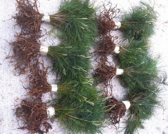 Christmas Tree SEEDLINGS – White Pine seedlings Qty 32 Naturally sprouted, Rooted Starters, 6" inch Tall