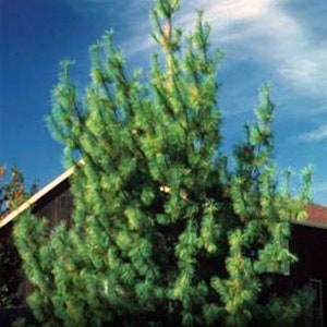 Eastern White Pine Qty-32 unrooted cuttings for propagation root stock 6-8 inches long