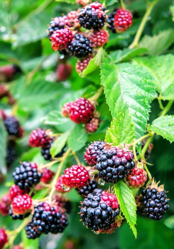 Flowering North Georgia Mountain Blackberries Qty-32 Unrooted | Etsy