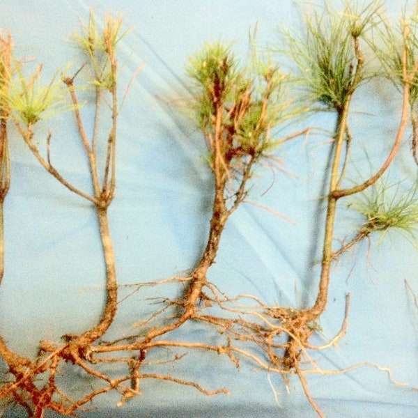 May include: Several small pine trees with exposed roots are displayed against a light blue background. The trees have green needles and brown stems, with visible root systems. The image showcases the natural structure of young pine trees.