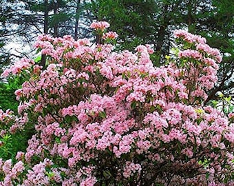 Flowering Mountain Laurel Cuttings for Propagation Rooting QTY 25 - 6-8inches long   .  Ref # SS