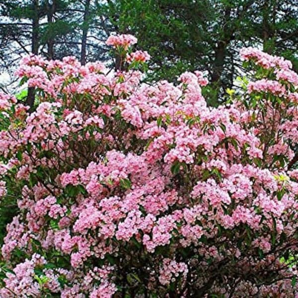 Flowering Mountain Laurel Cuttings for Propagation Rooting QTY 25 - 6-8inches long   .  Ref # SS