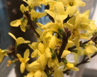 Weeping Forsythia Hedge Propagation  unrooted cuttings  6 - 8 inches  long Qty-28 Item # RES