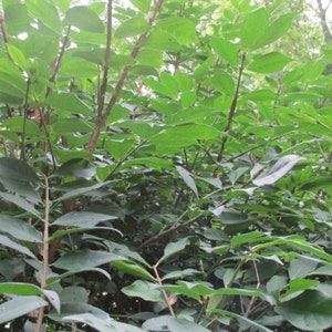 Brilliant Red Flowering Burning Bush Qty-30 Un-rooted cuttings for propagation root stock 6-8 inches long.  Ref# RB