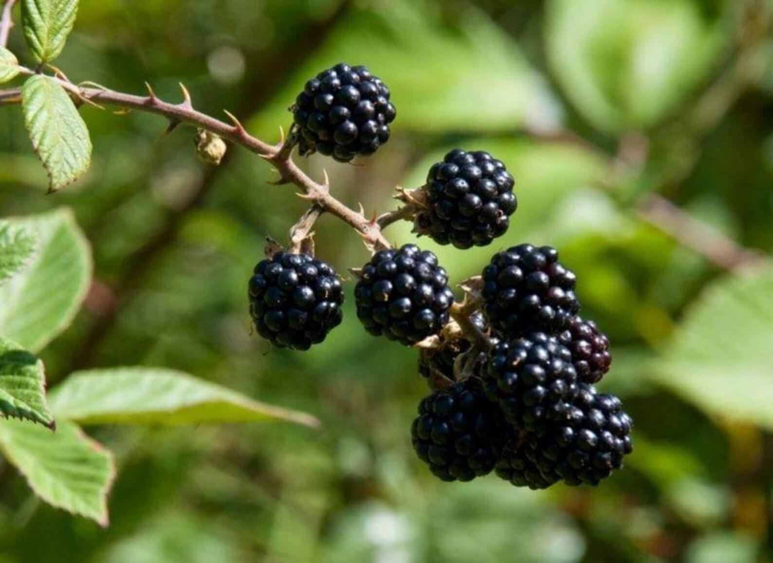 Flowering North Mountain Blackberries Qty32 Unrooted Cuttings