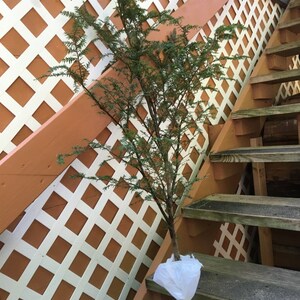 May include: A small evergreen tree with green needles is planted in a white plastic bag. The tree is positioned on a set of wooden stairs with a white lattice wall in the background.