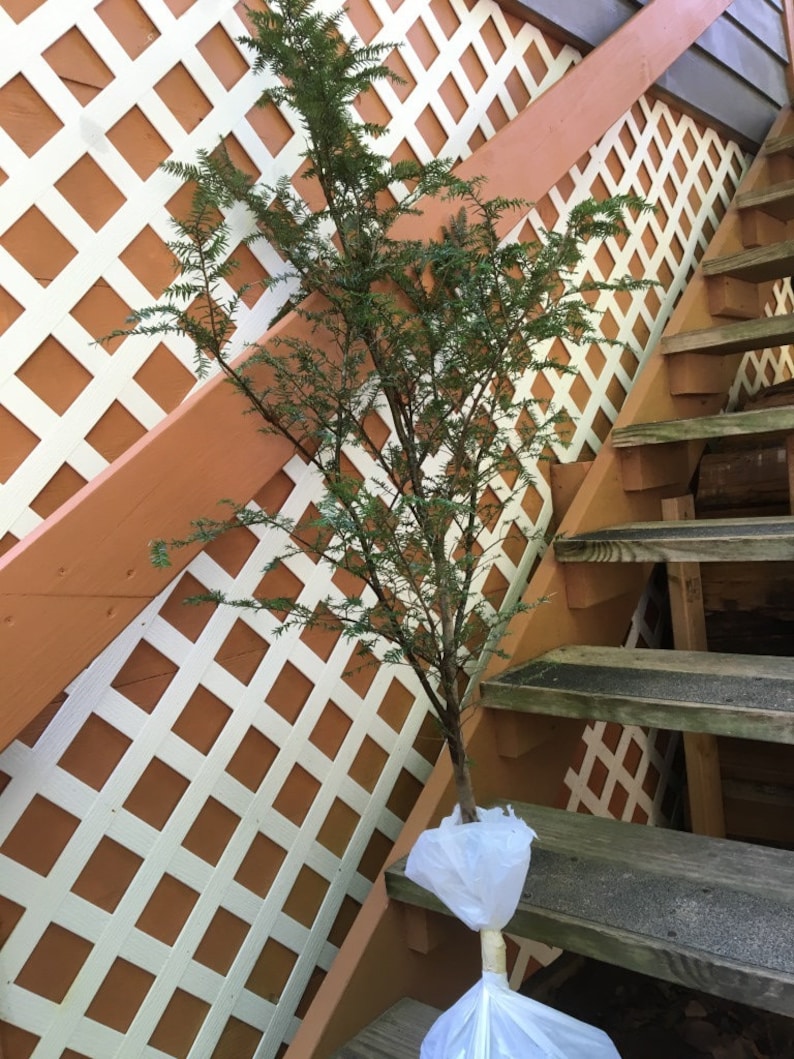 May include: A small evergreen tree with green needles is planted in a white plastic bag. The tree is positioned on a set of wooden stairs with a white lattice wall in the background.