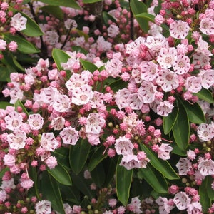 Flowering Mountain Laurel Qty-32 unrooted cuttings for propagation root stock 6-8 inches long - Includes Free Crystal GemStone Necklace