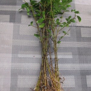 European Privet Privacy Hedge 6 to 10 inches tall Starter Transplant Seedlings Qty-36 White Flowering Wild Privet Ref.  Item #RB
