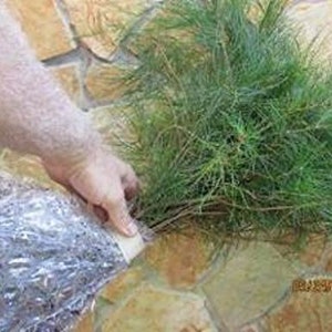 Qty 22 Nursery Bulk Seedlings White Pine Tree Starter Seedlings 4 to 9 inch tall Boxed Priority Mail Shipping item #SAH
