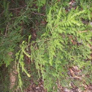 May include: A close-up of a green leafy plant with long, thin branches. The plant is growing in a natural setting, with brown leaves and twigs scattered around it.