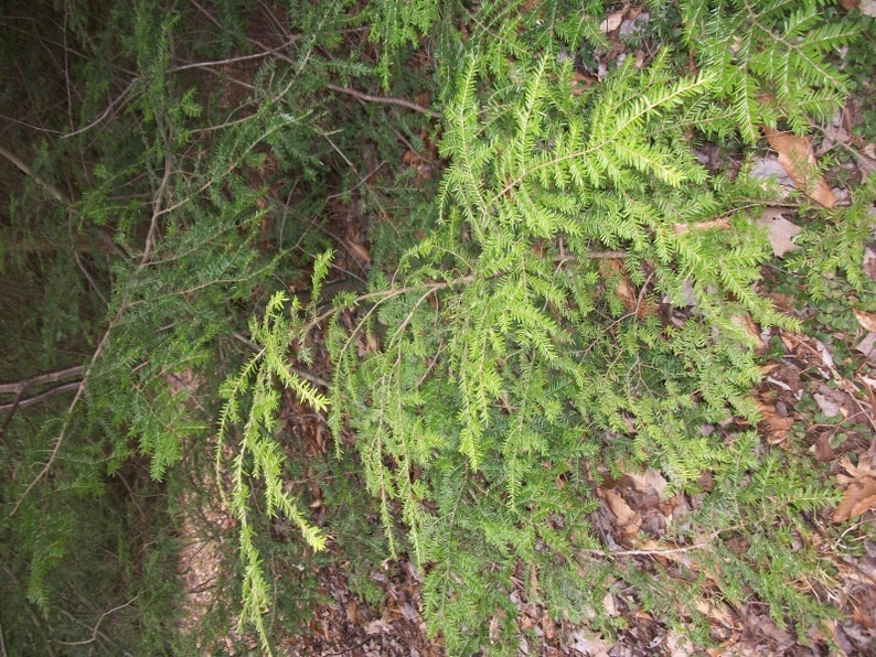 May include: A close-up of a green leafy plant with long, thin branches. The plant is growing in a natural setting, with brown leaves and twigs scattered around it.
