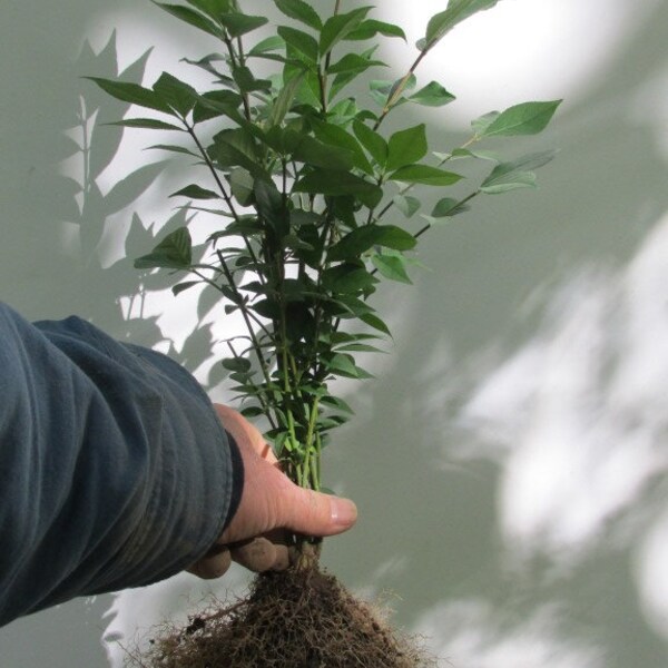 Burning Bush Plant Etsy