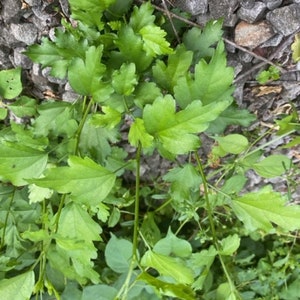 Peut inclure: Gros plan sur une plante verte feuillue poussant dans un lit de petites pierres grises.