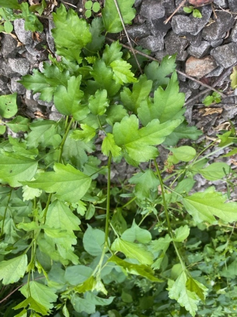 Peut inclure: Gros plan sur une plante verte feuillue poussant dans un lit de petites pierres grises.