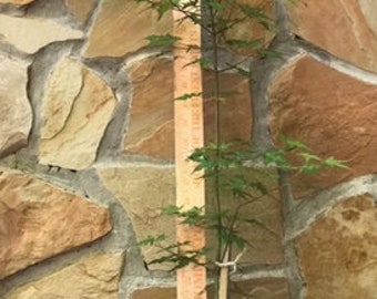 Pre-Bonsai Japanese Maple Starter Tree - 30 Inch, 3-4 Years Old