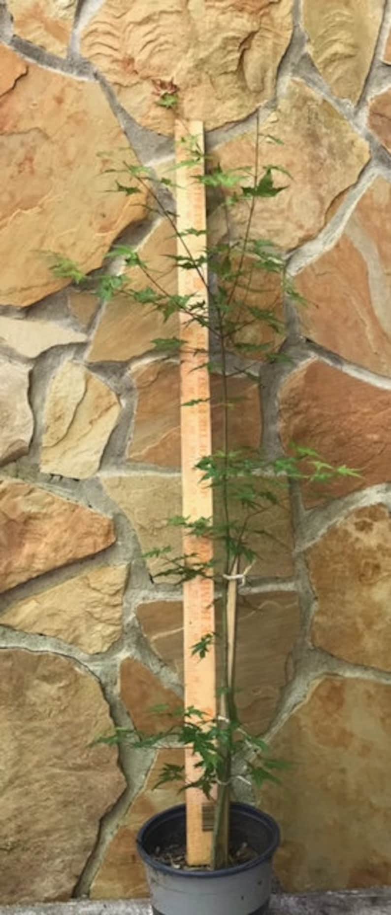 Prebonsai Japanese Maple 24inch Tall Transplant Starter Trees. 3 to 4 Yrs Old Now Shipping