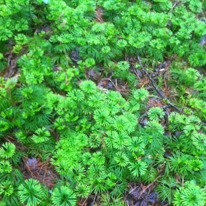 Lycopodium complanatum Evergreen  Ground  Cedar Ground cover vine 30ft long starter  transplant item # Ref#SS
