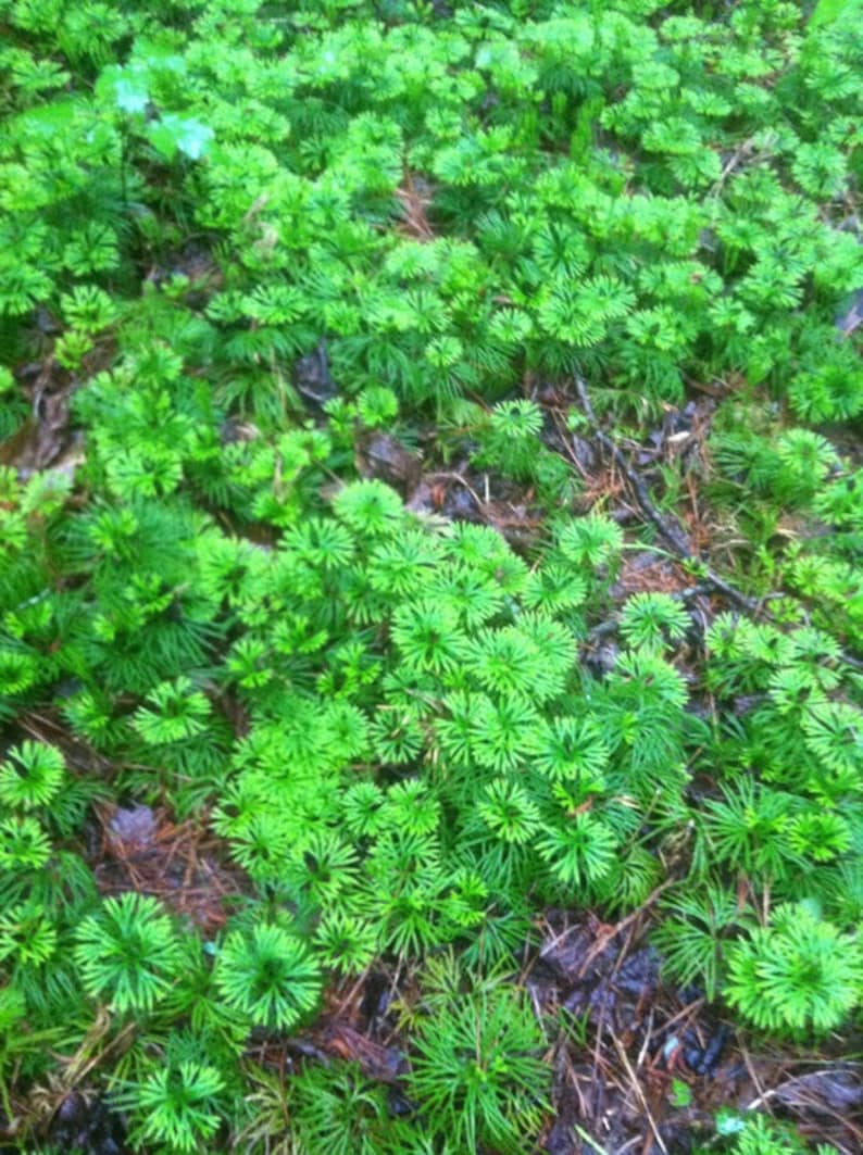 Running Cedar Club Moss Lycopodium Complanatum Evergreen Ground Cedar