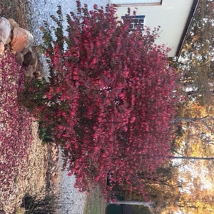 Brilliant Red Flowering Burning Bush Qty-100 UN- rooted cuttings for propagation root stock 6" -9" inches Tall  Ref# SH