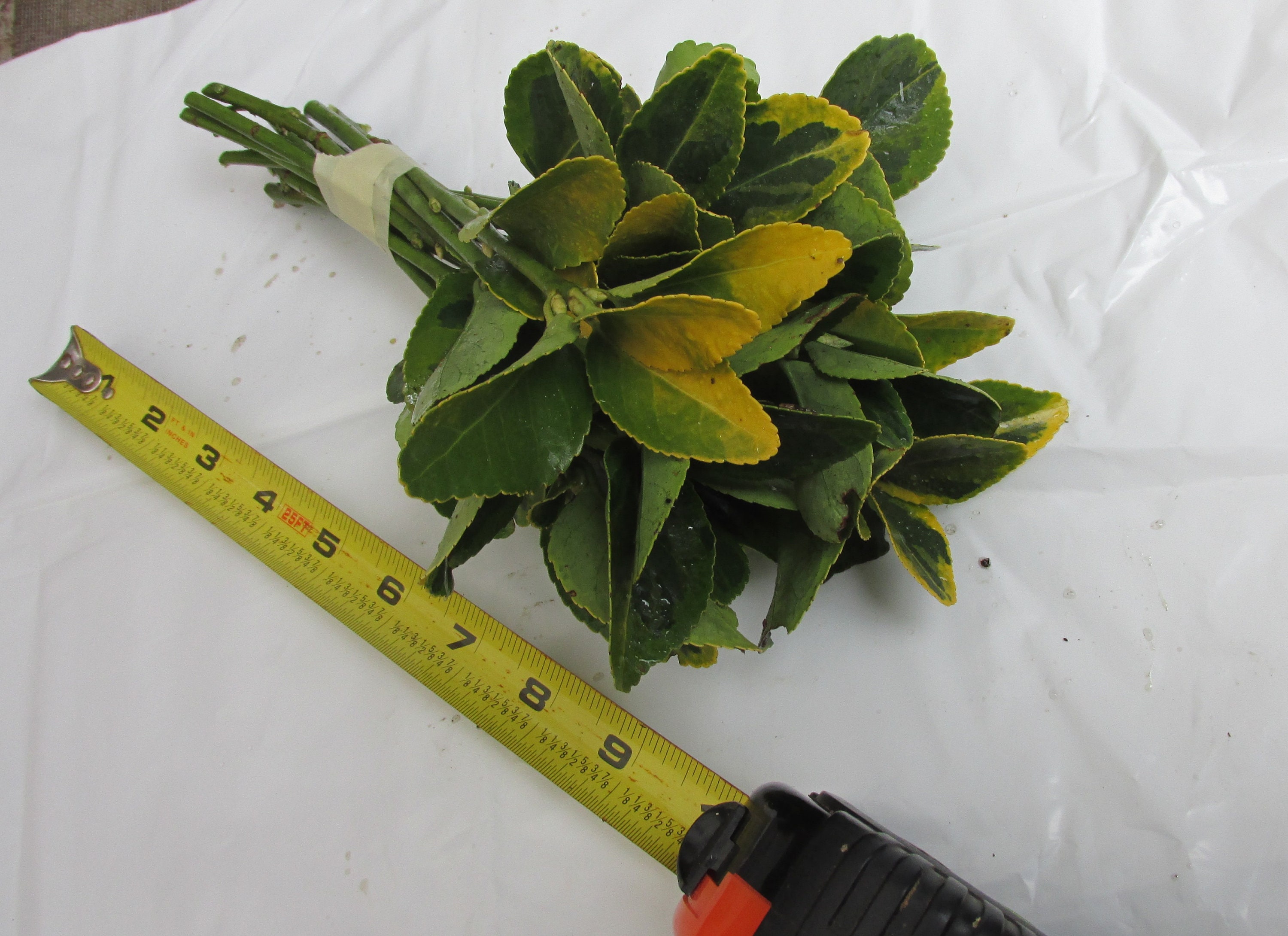 Golden Euonymus Qty35 Unrooted Cuttings for Propagation Root Stock 68