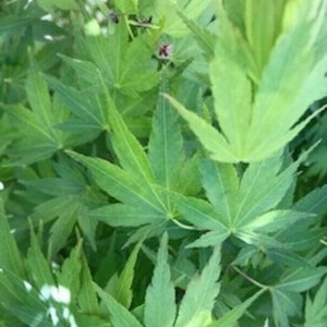 Pre-Bonsai Japanese Maple  1 meter  tall Transplant Starter Trees. 3 to 4 Yrs old - Now Shipping Vivid and Fast Growing