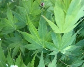 3ft Green Japanese Maple Tree: Fast Growing Pre-Bonsai Starter