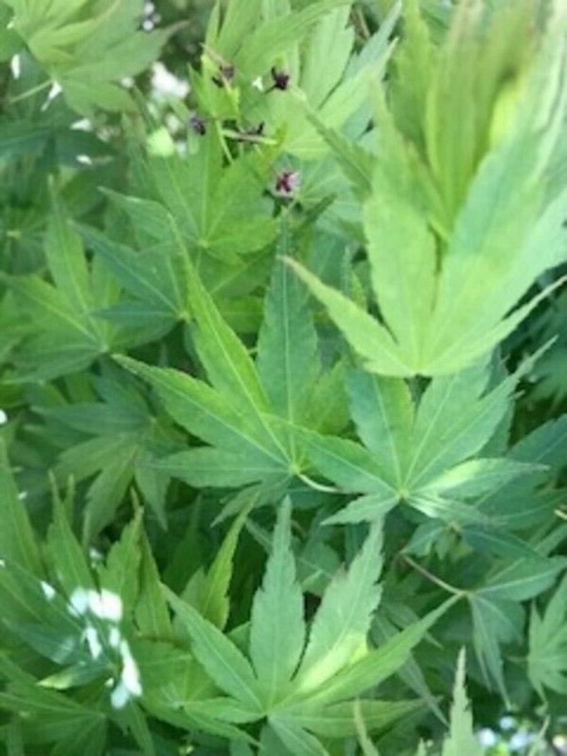 Prebonsai Japanese Maple 36inch Tall Transplant Starter Trees. 3 to 4 Yrs Old Now Shipping