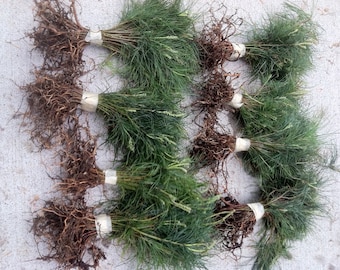 32 White Pine Starter Trees 6-8 inch Evergreen Transplant Saplings