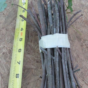Red Maple Qty-32 unrooted cuttings for propagation root stock 6-8 inches long Ref. #SAH