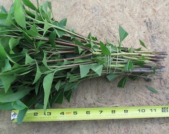 Flowering Mountain Laurel Cuttings for Propagation Rooting QTY 22 - 6-8in  Ref. #SAH