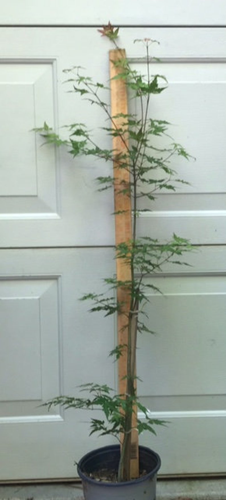Prebonsai Japanese Maple 24inch Tall Transplant Starter Trees. 3 to 4 Yrs Old Now Shipping
